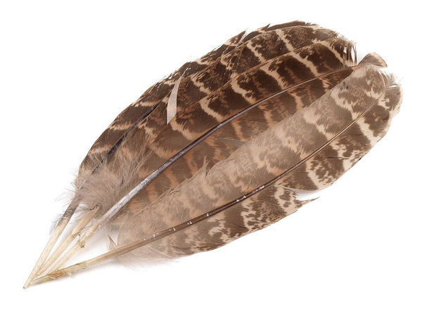 Natürliche Fasanenfedern (10–18 cm) zum Basteln, für die Hutmacherei und Schmuckherstellung