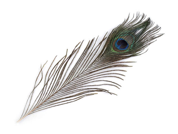 Pfauenfeder Länge 20-30 cm