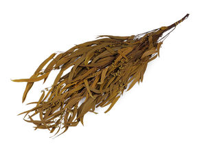 Stabilisierter Eukalyptus-Bund