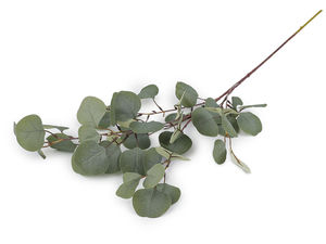 Künstlicher Eukalyptus