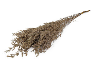 Stabilisierter Statice-Bund